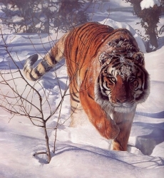 terri-isaak_tigr-tigr.jpg