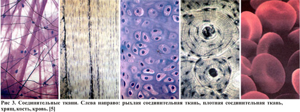 gan3.jpg